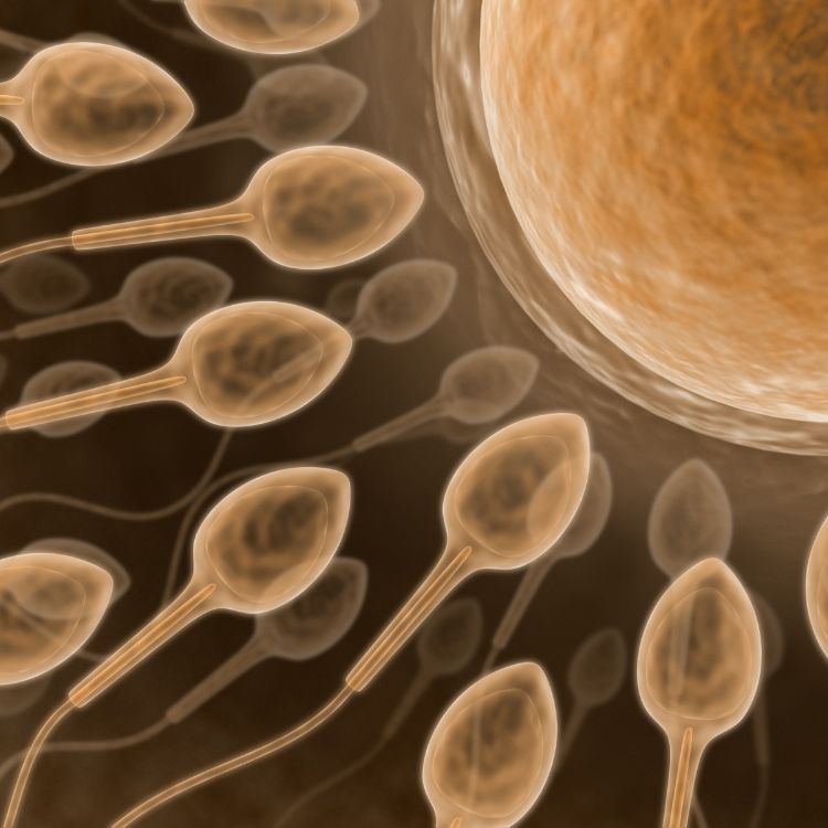 rawatan iui